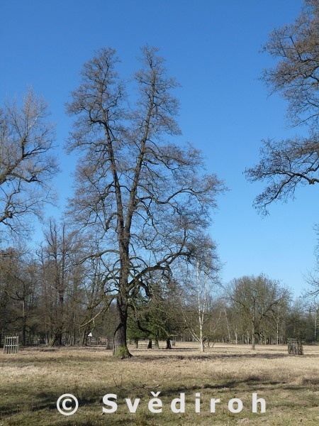 Zmeck park astolovice