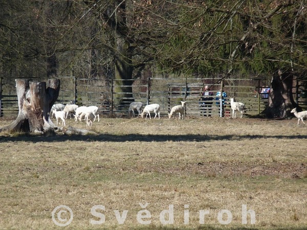 Zmeck park astolovice